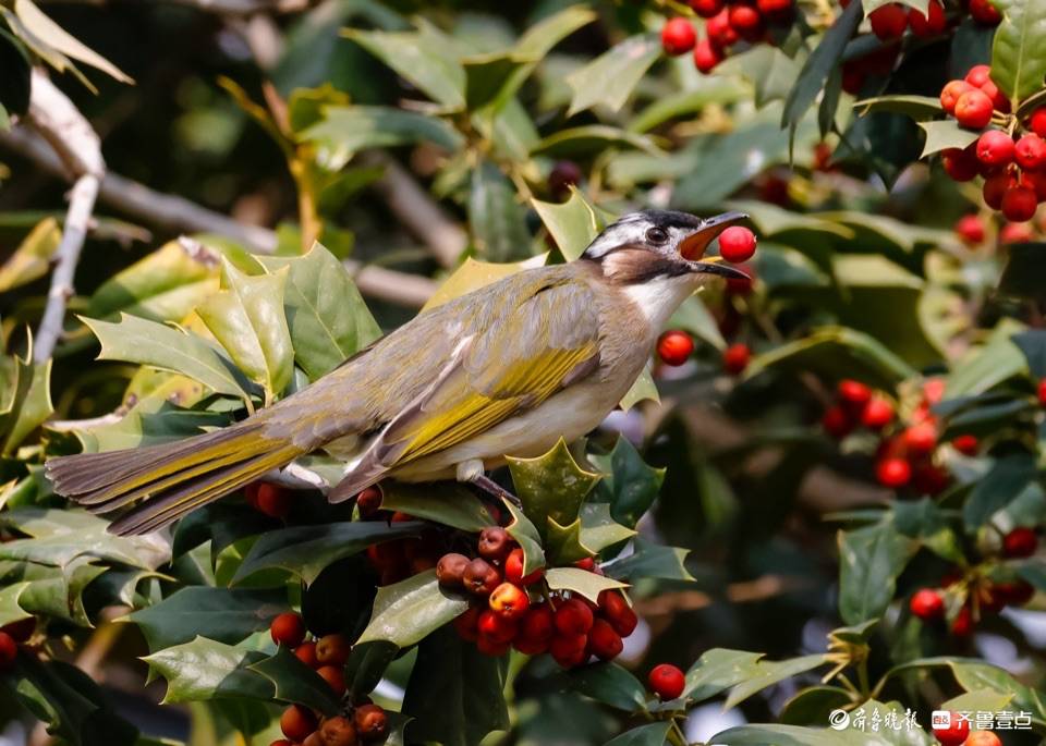 趵突泉公园树上的小红果成了白耳鹎鸟的美食