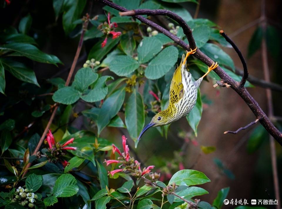 云南高黎贡山百花岭漂亮的纹背捕蛛鸟