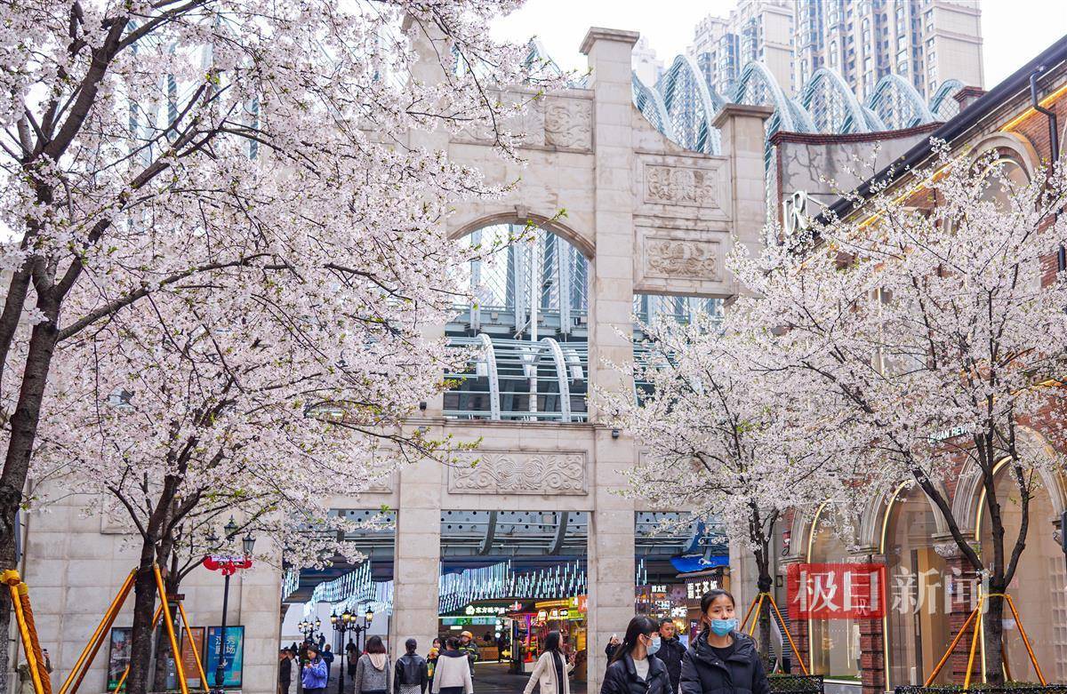 武汉汉街樱花烂漫