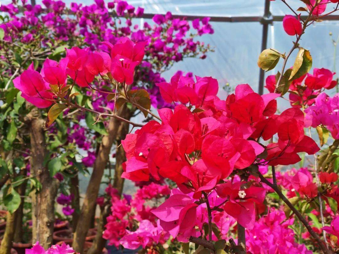 花样经济奏响乡村振兴春之曲