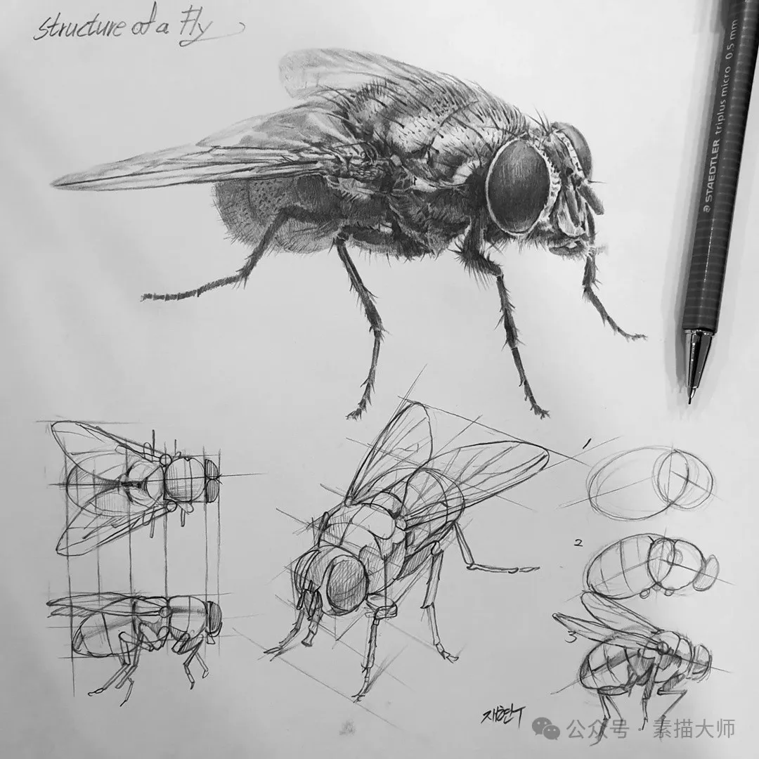 ahnjaehyun用结构画素描一