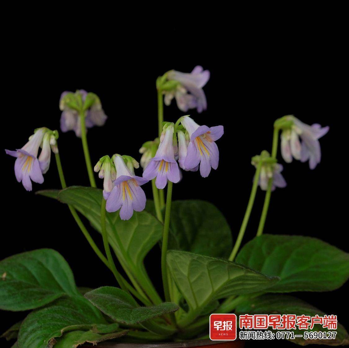 国内首批广西自主选育的3个报春苣苔获植物新品种权证书