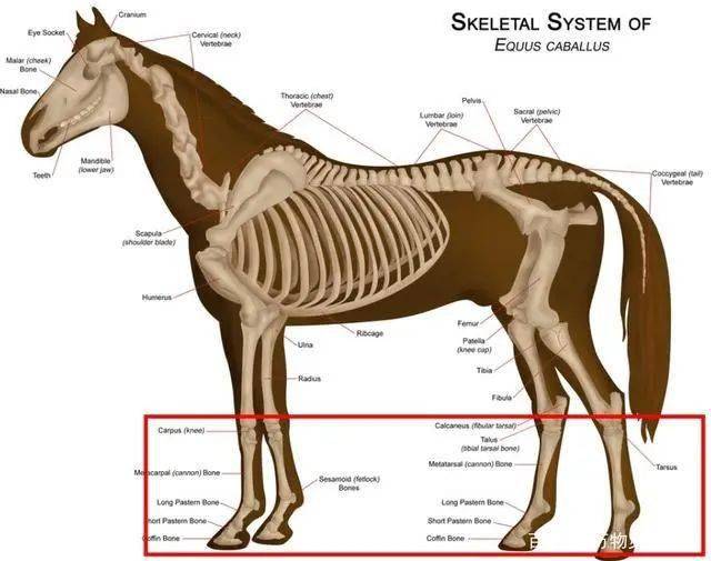 驿马骨的位置骨相图解图片
