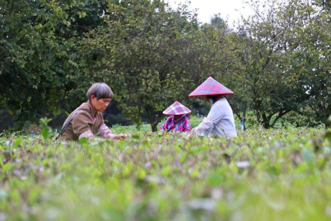 英德红茶京东旗舰店即将上线!_茶叶_种植_茶园