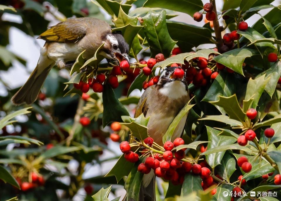 趵突泉公园树上的小红果成了白耳鹎鸟的美食