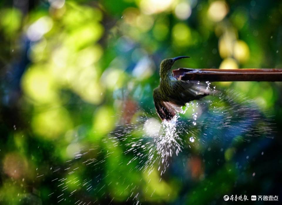 云南高黎贡山百花岭漂亮的纹背捕蛛鸟