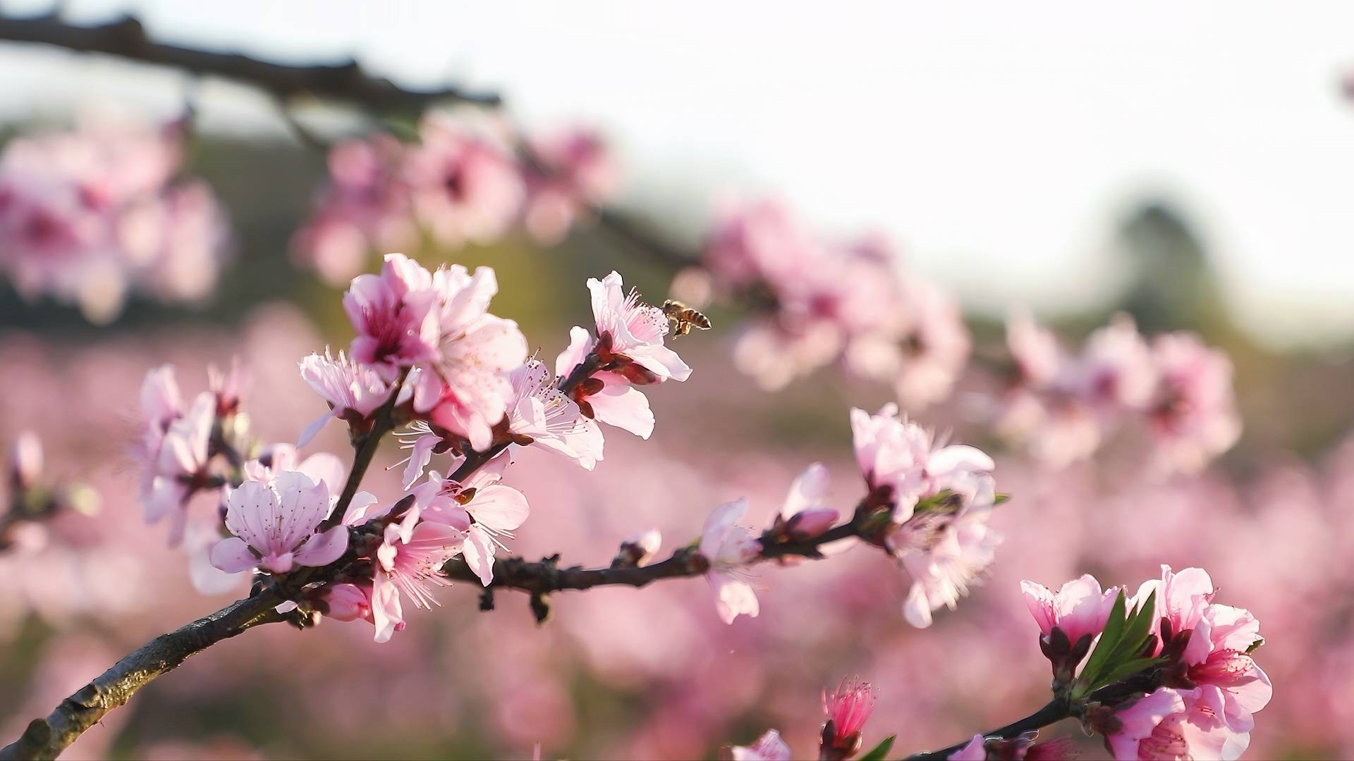 春来为花忙│贵州长顺邀您上春山共赴桃花约