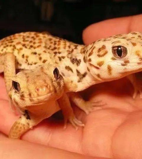 动物:陆龟,蜥蜴,暹罗鳄,玉米锦蛇等;大型哺乳动物:雪狐,赤狐,雪貂等