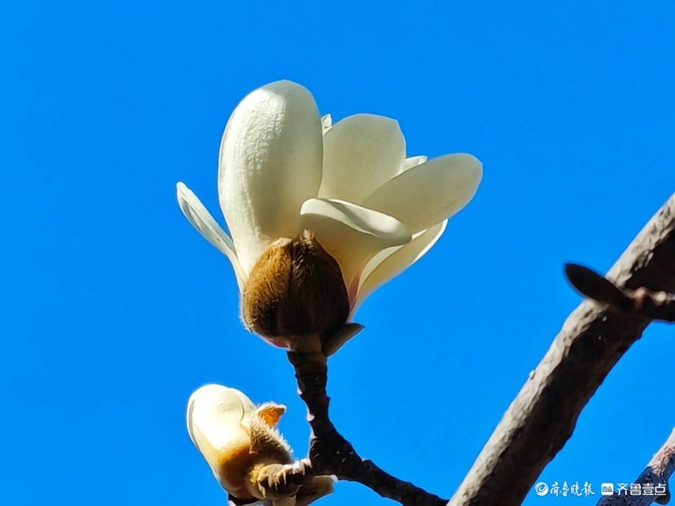 蓝天下的玉兰花朵图片