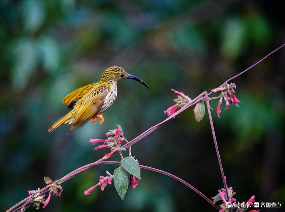 云南高黎贡山百花岭,漂亮的纹背捕蛛鸟
