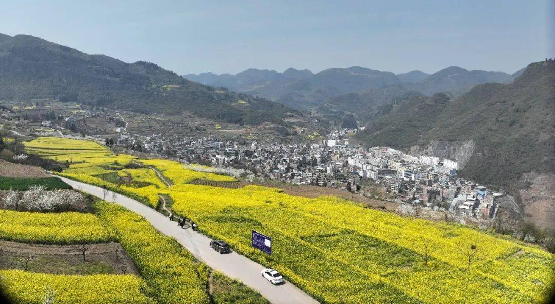 快来毕节这里打卡_油菜花_龙场营镇_村庄