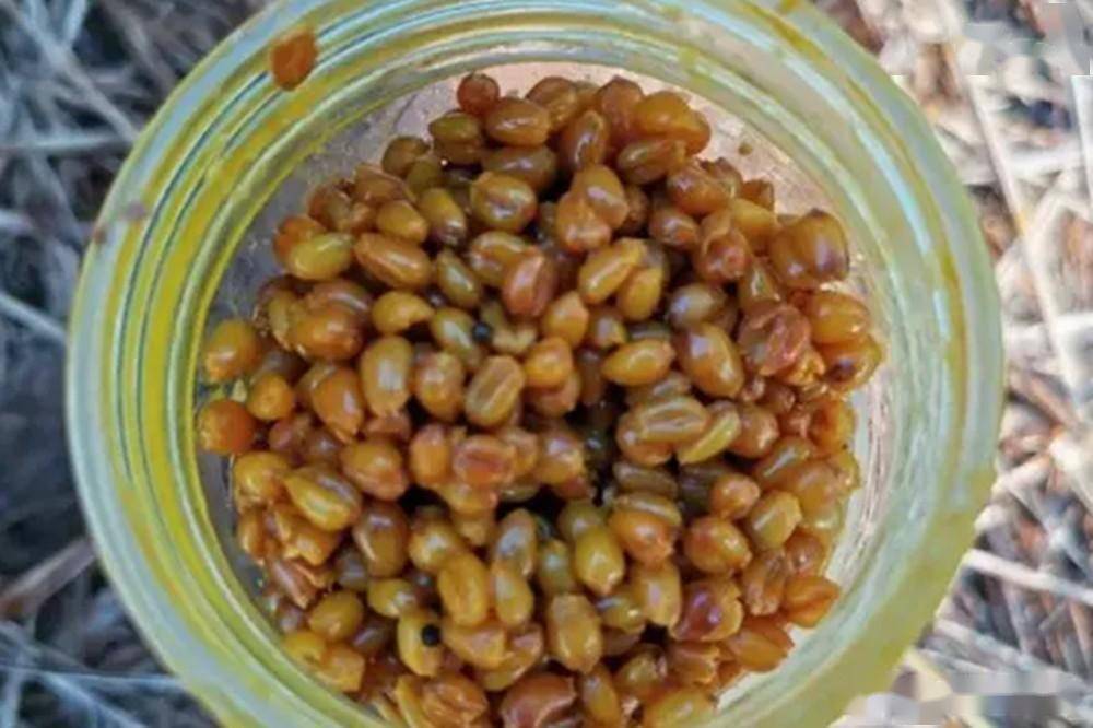 野钓绝杀饵料秘方:春分过后钓大鱼,让你过足钓鱼瘾_麦粒_鲫鱼_密封