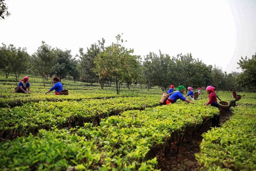 临沧:茶山"披绿衣" 采茶制茶忙_茶叶_春茶_的生产