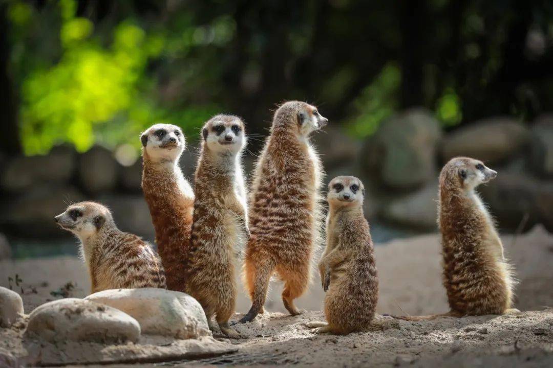 丁满是什么动物?_家族_故事_电影