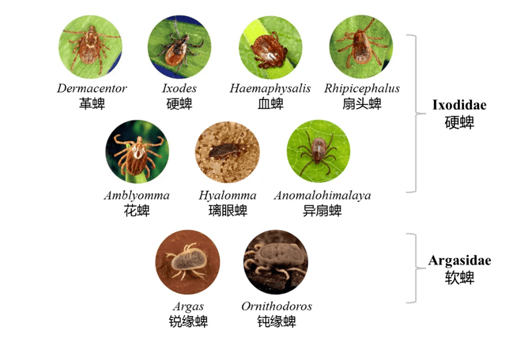 健康播报已进入活跃期被叮咬严重可致命千万要当心这种虫子