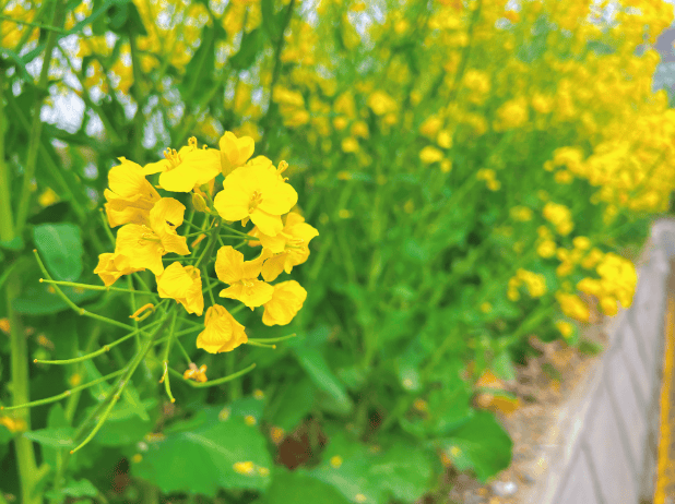 300亩油菜花海,让你一眼金艳!快来松江这里打卡→