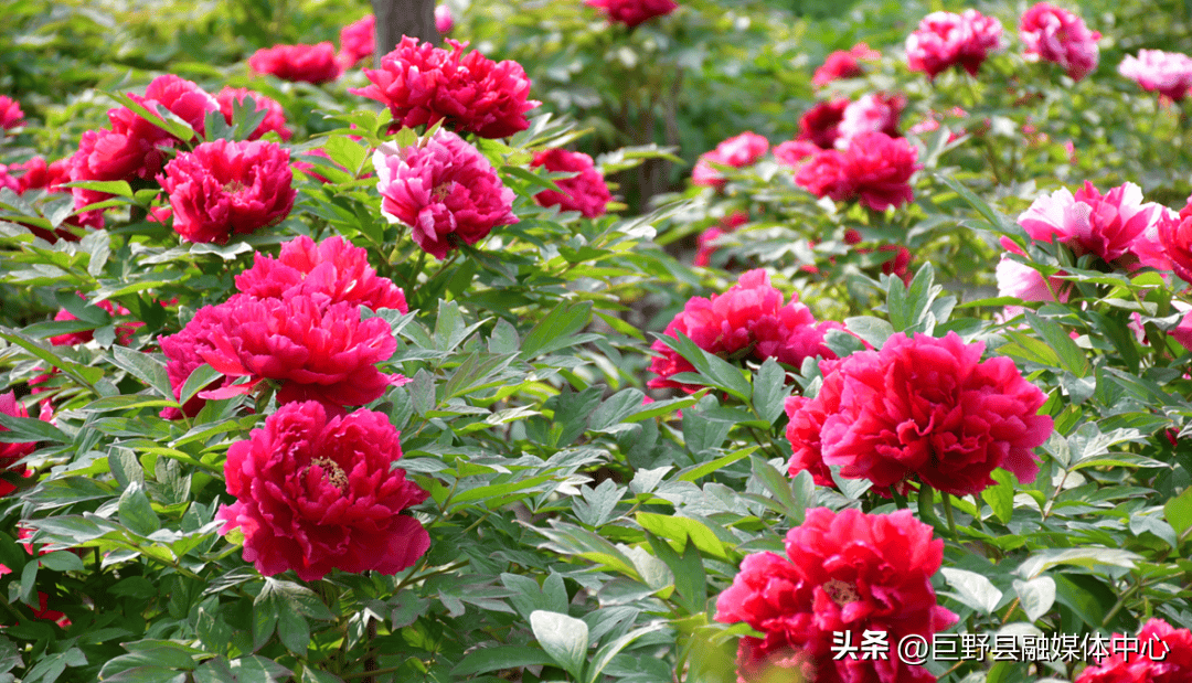 看了菏泽牡丹才知国色天香快来赴一场花样之旅