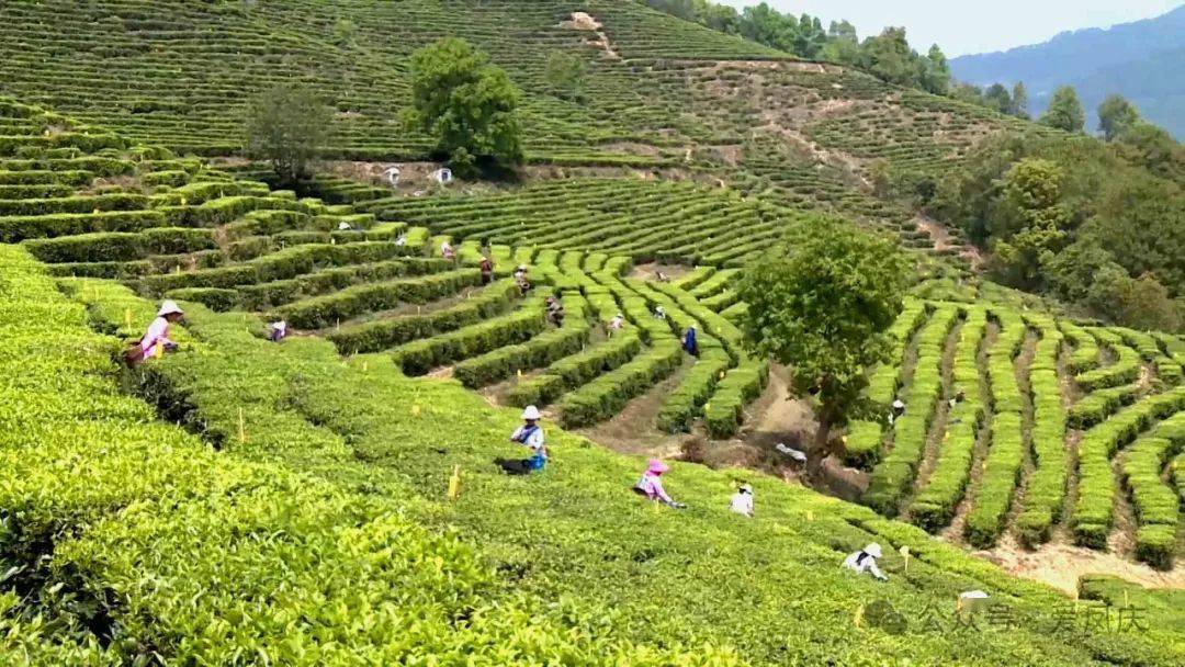 临沧:茶山"披绿衣" 采茶制茶忙