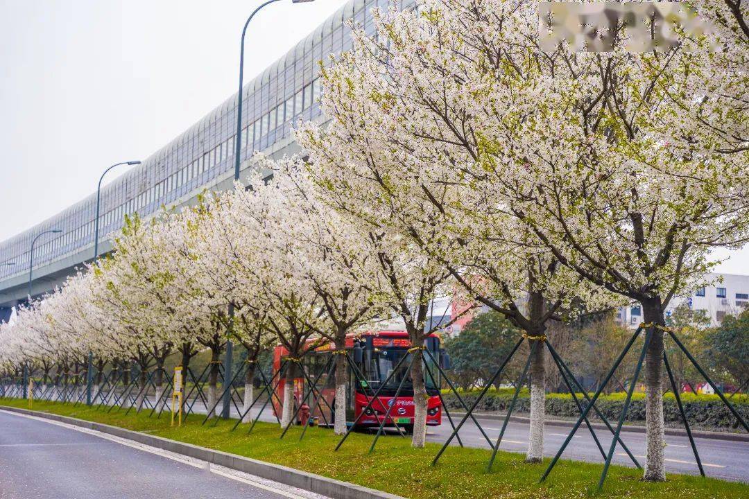 查家湾樱花大道图片