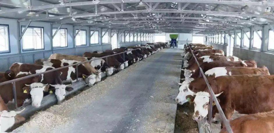 未来10大暴利养殖肉牛品种(2021年养肉牛行业是否有前景)