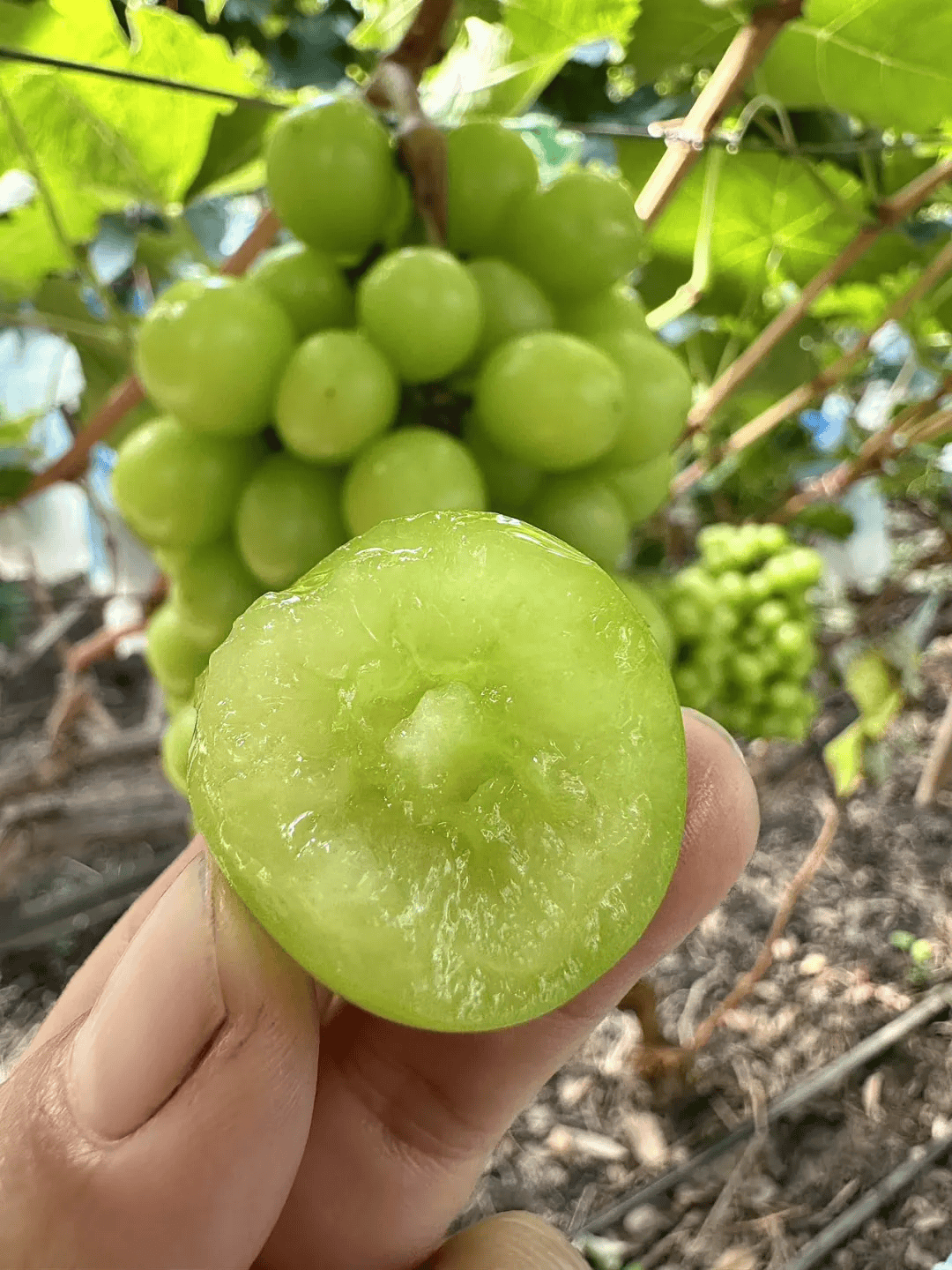 阳光玫瑰青提,自带玫瑰清香,20°高甜爆汁,皮薄无籽～_葡萄_种植_生活