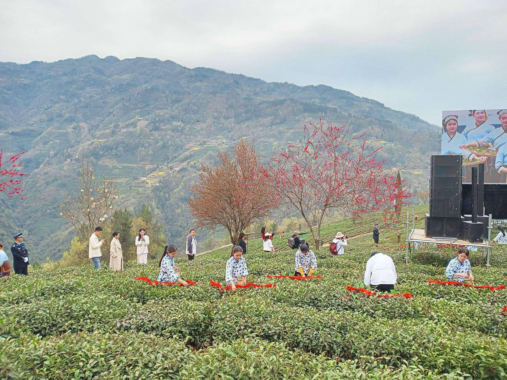 安康紫阳富硒茶开园暨春之茶系列活动拉开序幕