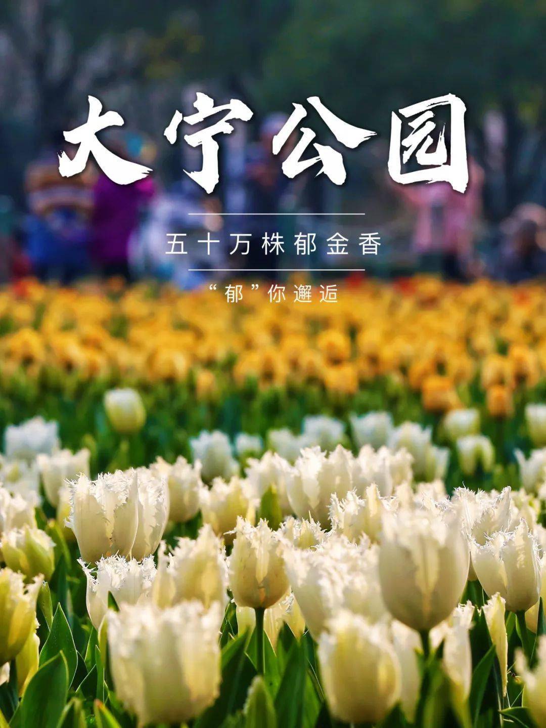 静安这座公园郁金香竞相绽放超10000平方米花海带你看撩人春色