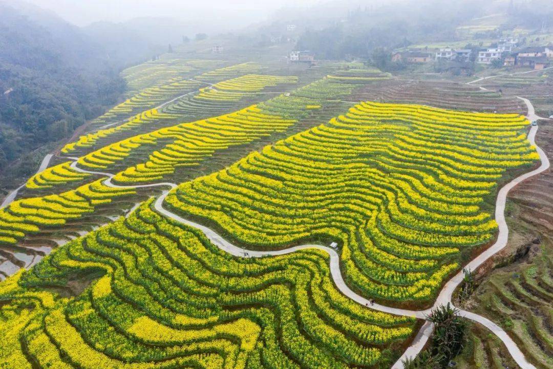 基层|叙永县大石镇:盘活撂荒土地 梯田裹上"黄色外衣" 养眼又增收