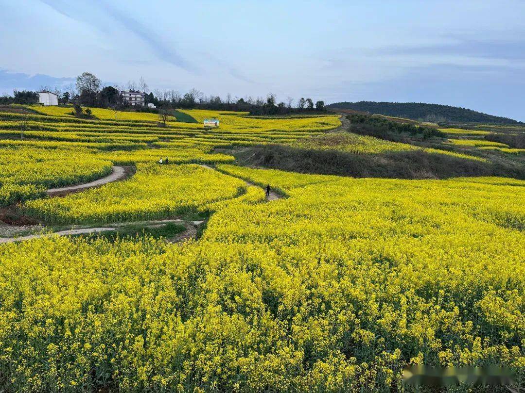 外地游客对洋县油菜花海的真实评价