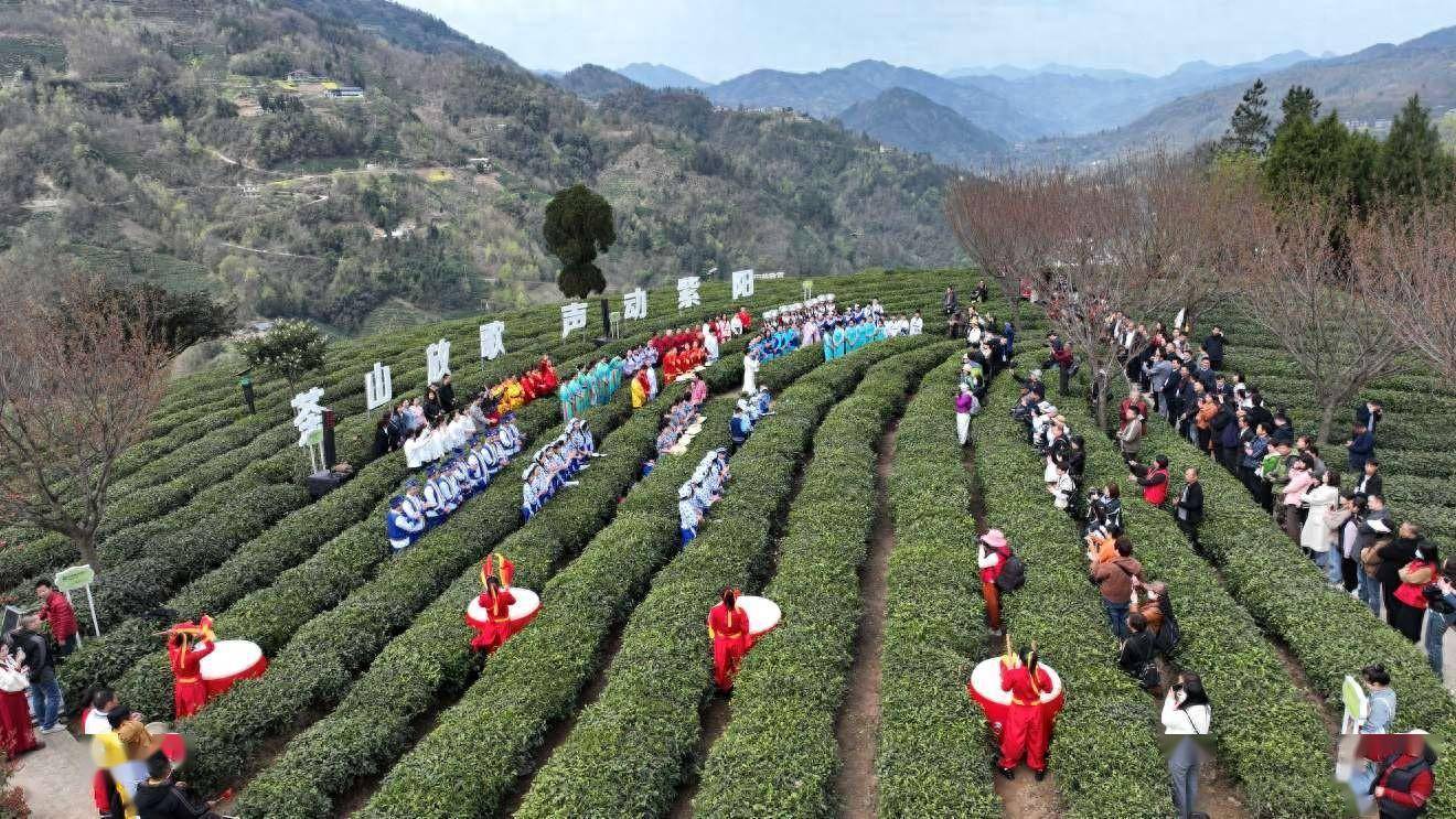 安康紫阳:富硒茶开园暨"春之茶"系列活动拉开序幕_茶山_茶园_大赛
