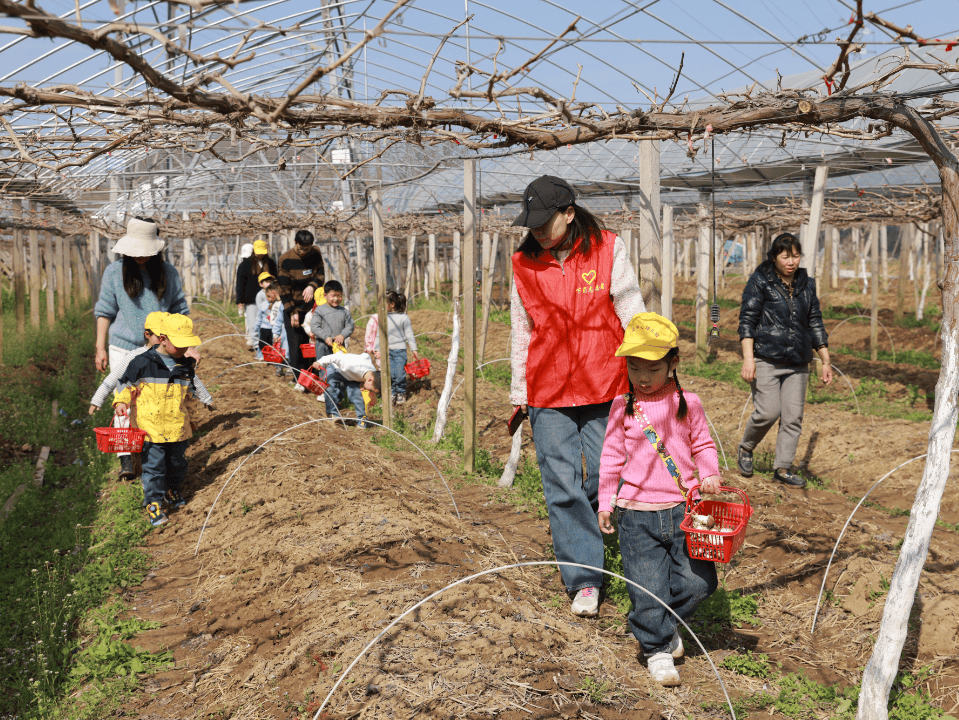 下蜀镇:春日"趣"研学 科普进农场_小朋友们_羊肚菌_种植
