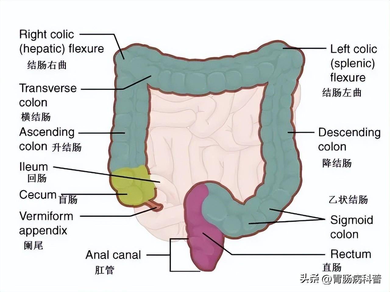 腹部及消化道解剖图谱