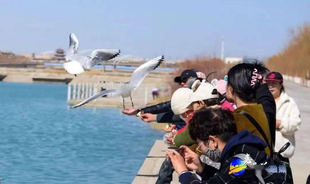 嘉峪关看鸟的人又挤破门槛……网友开始担心了_保护_南湖_候鸟