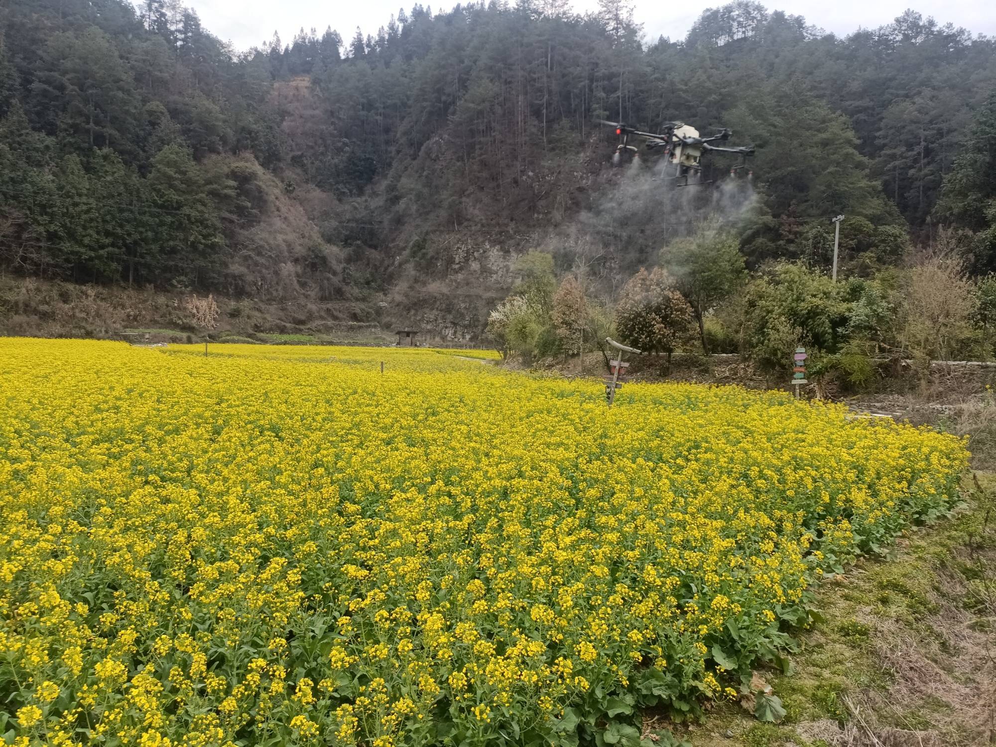 贵州雷山 油菜飞防显身手 虫口夺粮保丰收