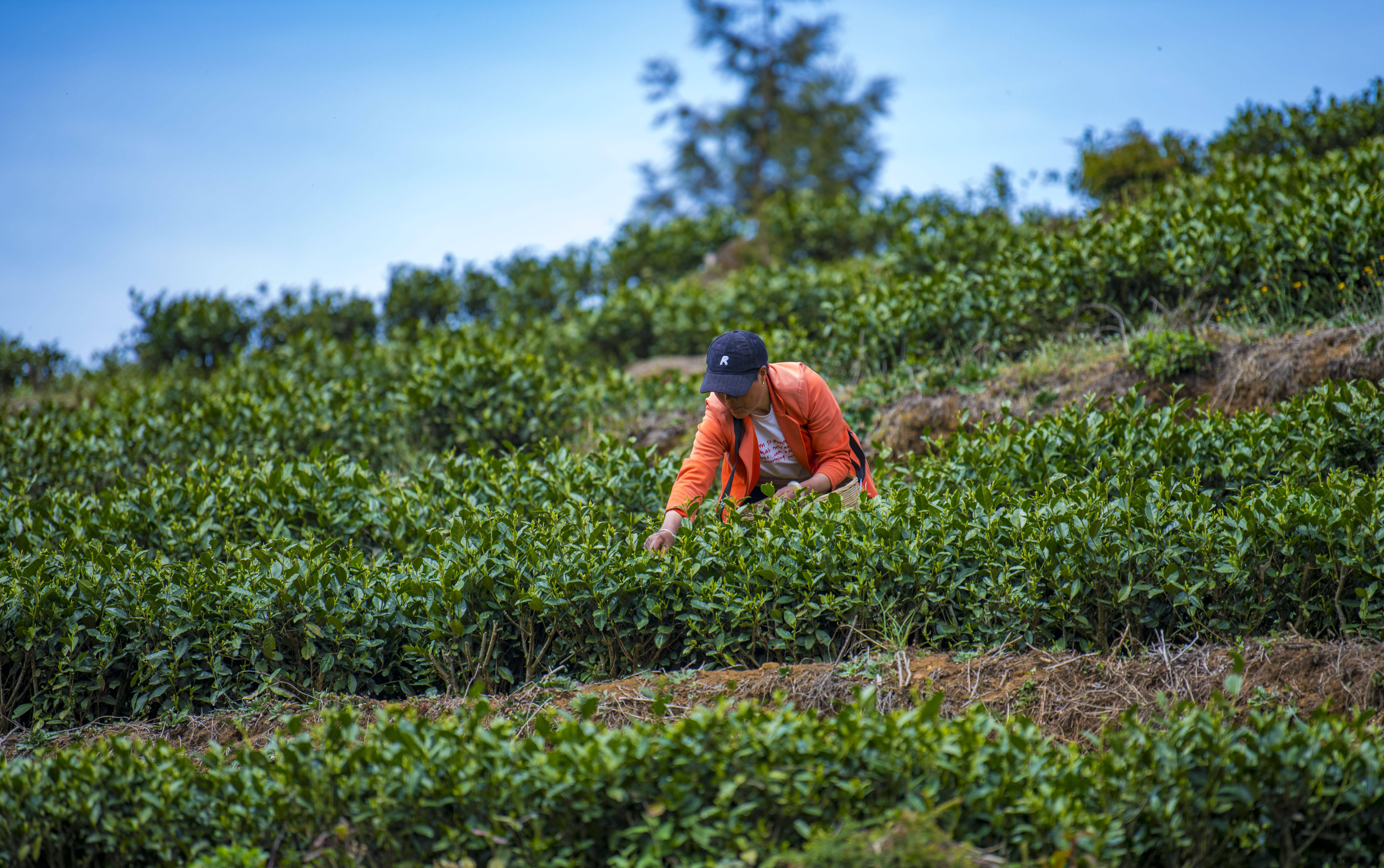 采茶归来青满篓 不负春光好时节_尚宇杰_茶叶_民主镇