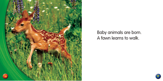 亲子共读绘本whatdoanimalsdoinspring动物春天做什么