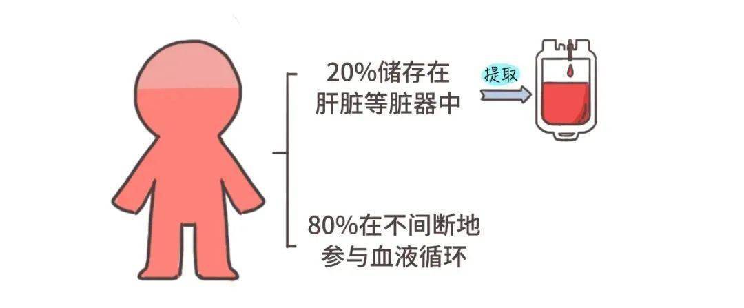 给身体各个部位充电打鸡血正常成年人体内总血量约为体重的8%左右