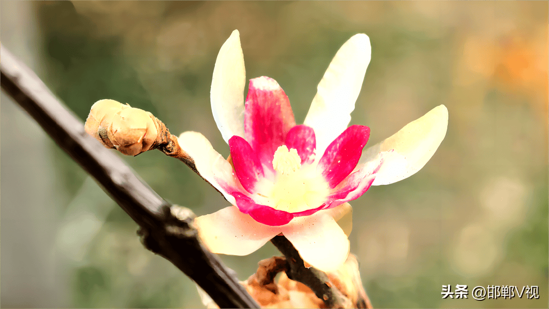 花都开好了邯郸磁县就等你来打卡