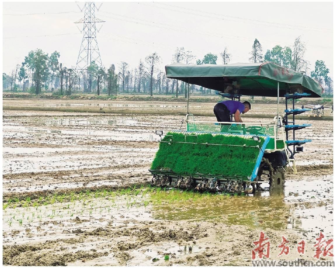 插秧机驶过泥泞的水田,播种下丰收的希望.
