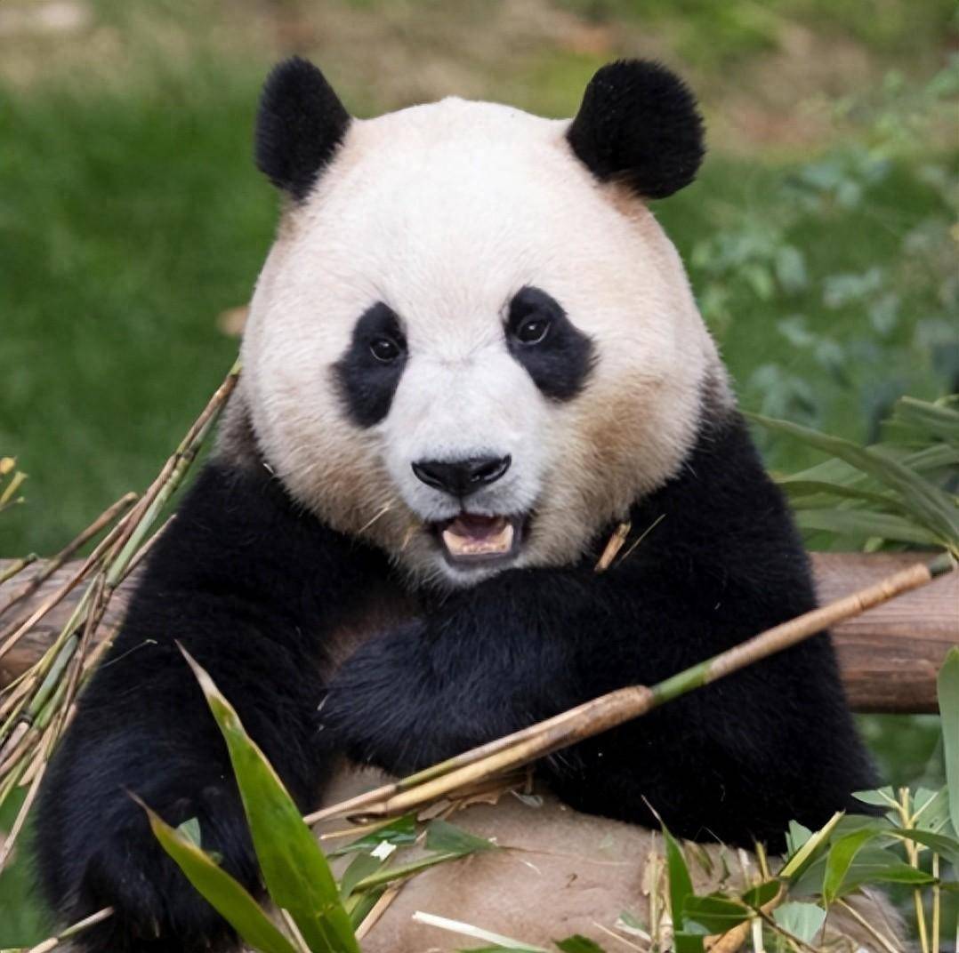 大熊猫“福宝”4月3日回国，入住四川神树坪基地_中国新闻社_消息_发布公告