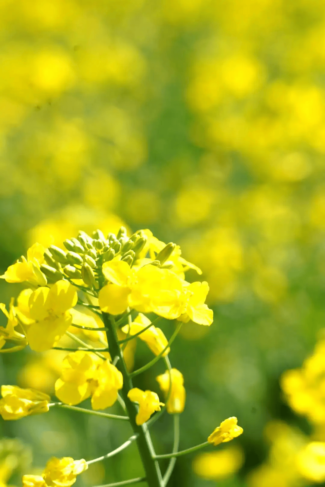 油菜花的变化过程图图片