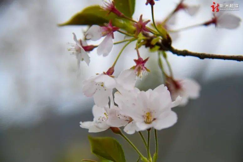 春色撩人,新洲这里美景"霸屏"_樱花_花卉_变化