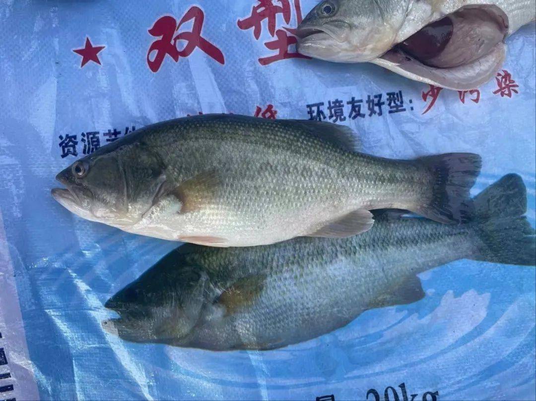 鲈鱼正价基本没什么变化,主要大肚鱼和病鱼价格波动相对大些,市场表现