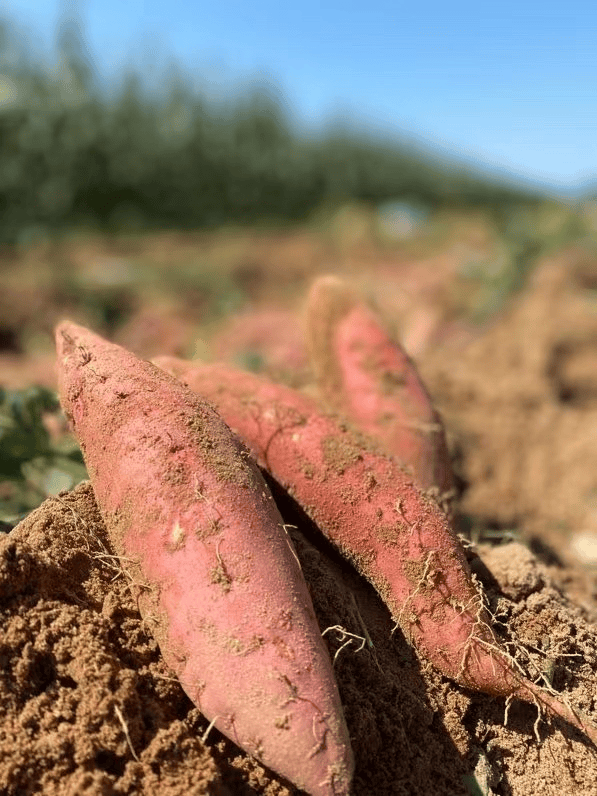 烟薯148享小果3斤188享小果4斤238享中大果4斤软糯香甜红皮黄心