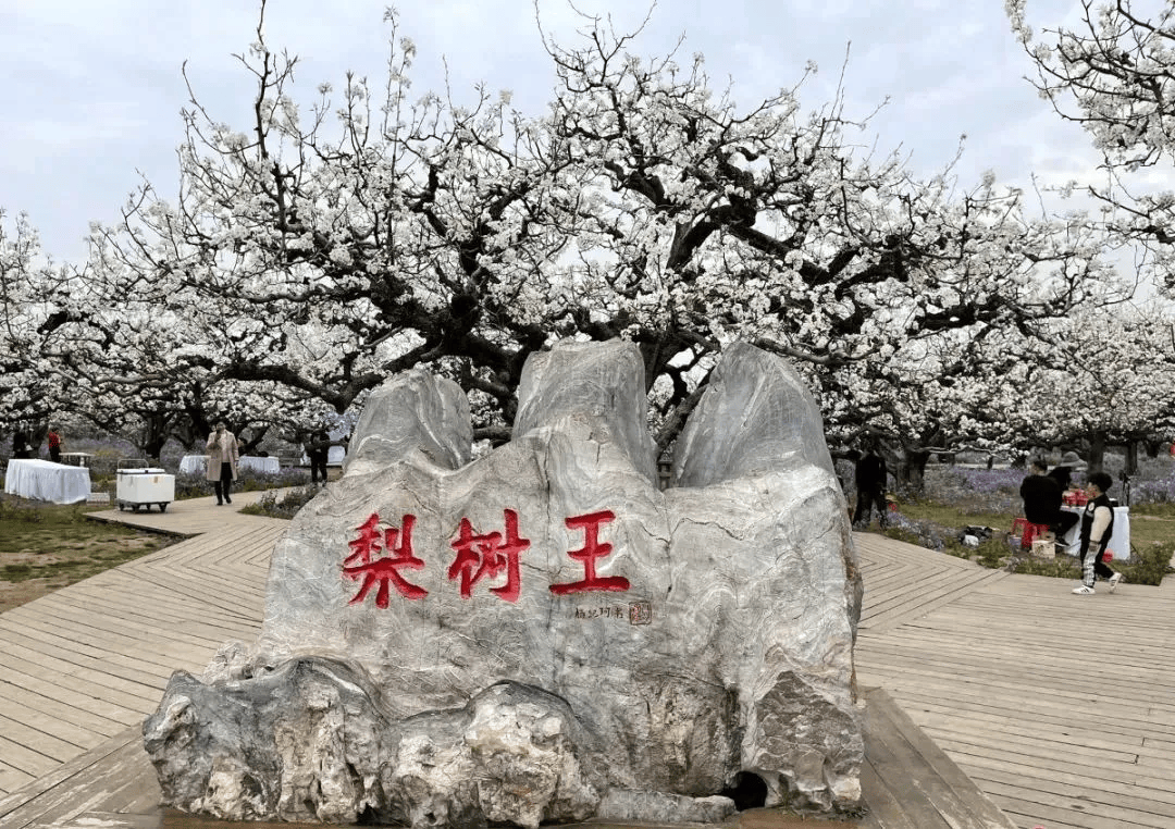 "来到宿州砀山,定要一睹梨树王的风采.梨树王树高6.
