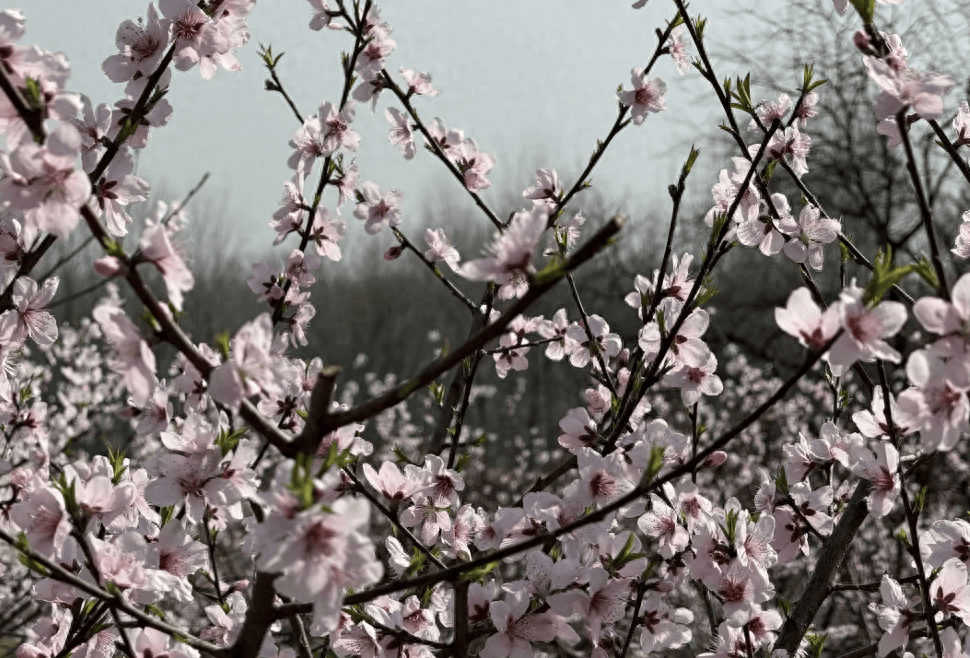 蚂蚁山下种桃花,确山任店背靠"绿色银行"吃上"生态饭"_种植_任店镇_紫