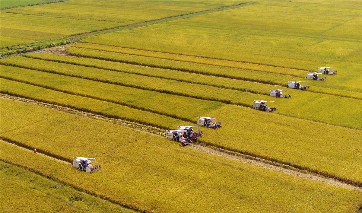 擦亮中国农谷金字招牌荆门打造6条百亿级农业全产业链