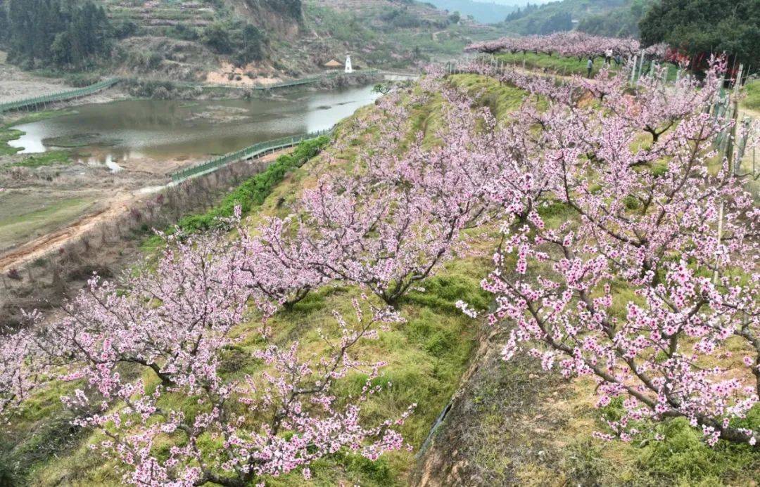 又美又甜快来古田第三届宁德市古田县际面村桃花节成功举办