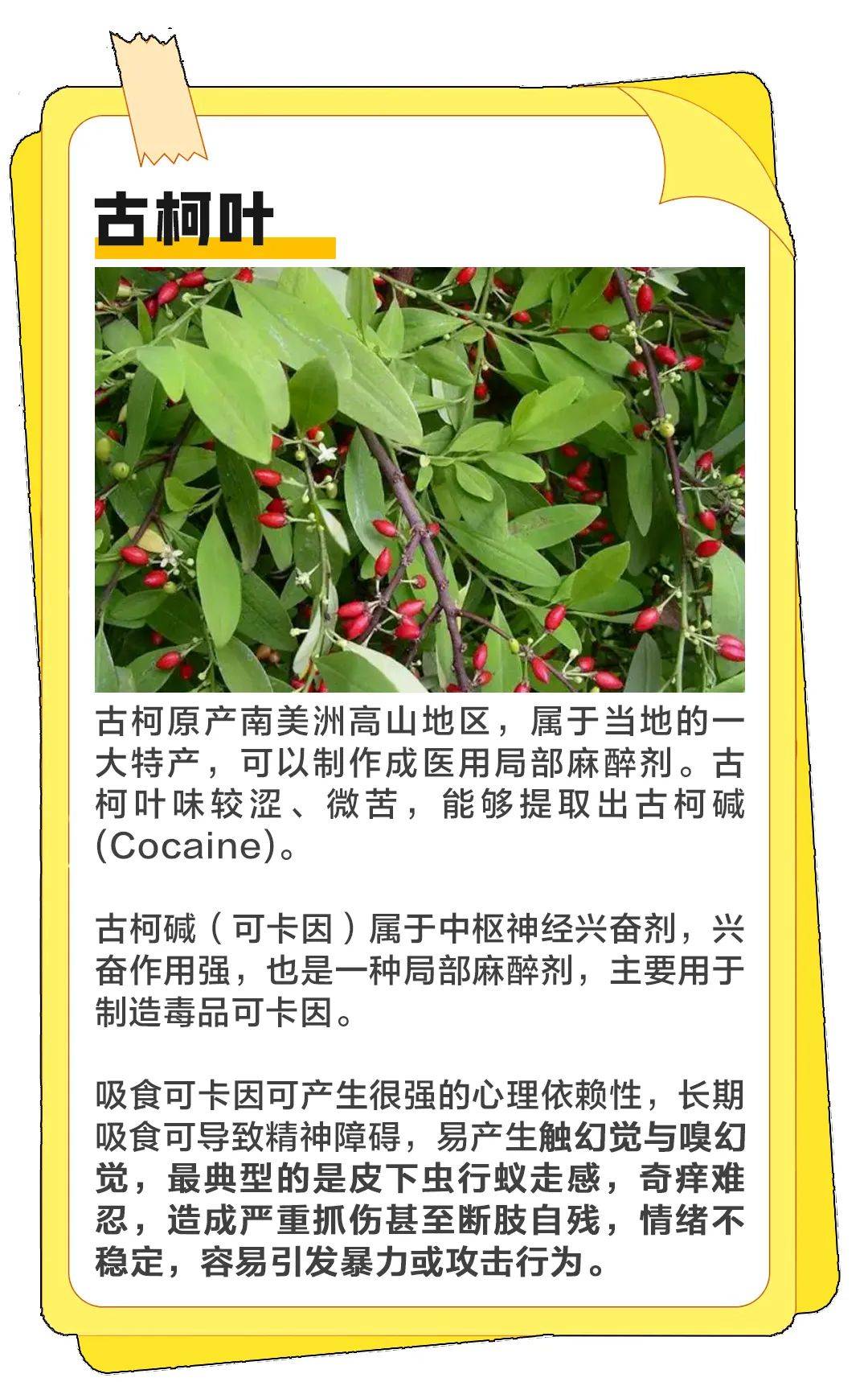  左右滑动查看更多>警方提醒如发现有人非法种植毒品原植物非法买卖