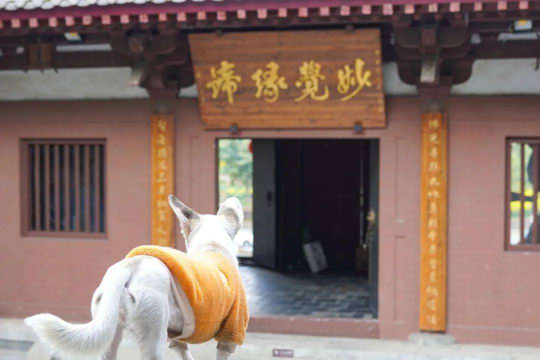 创建天府旅游名县 ｜在应天寺，舀一瓢诸葛井的水_工作_双流_生活节奏